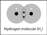 When the electrons are attracted to and shared by both atoms, the individual hydrogen atoms have bonded to become the molecule H 2. This type of bond is called a covalent bond.