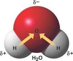 Anion A negatively charged ion An atom that has stolen an electron from another atom Anions are bigger than normal atoms because the positively