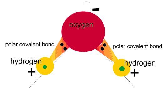 Water considered polar because the oxygen is where the negative charge is, and