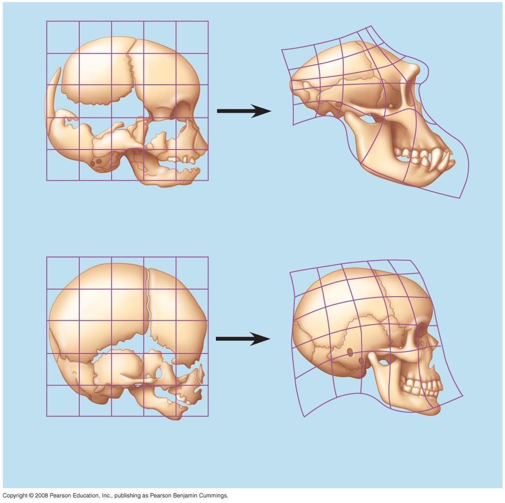 Fig. 25-19b Chimpanzee fetus Chimpanzee adult Human fetus
