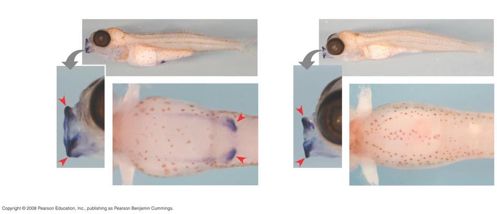 Fig. 25-23a Marine stickleback embryo Lake