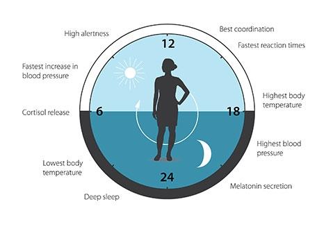 Circadian rhythms Anticipate environment cycles (day/night) and prepare living organism for upcoming events (eg.