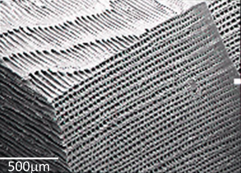 Spruce microstructure Scanning electron micrographs (taken 1993