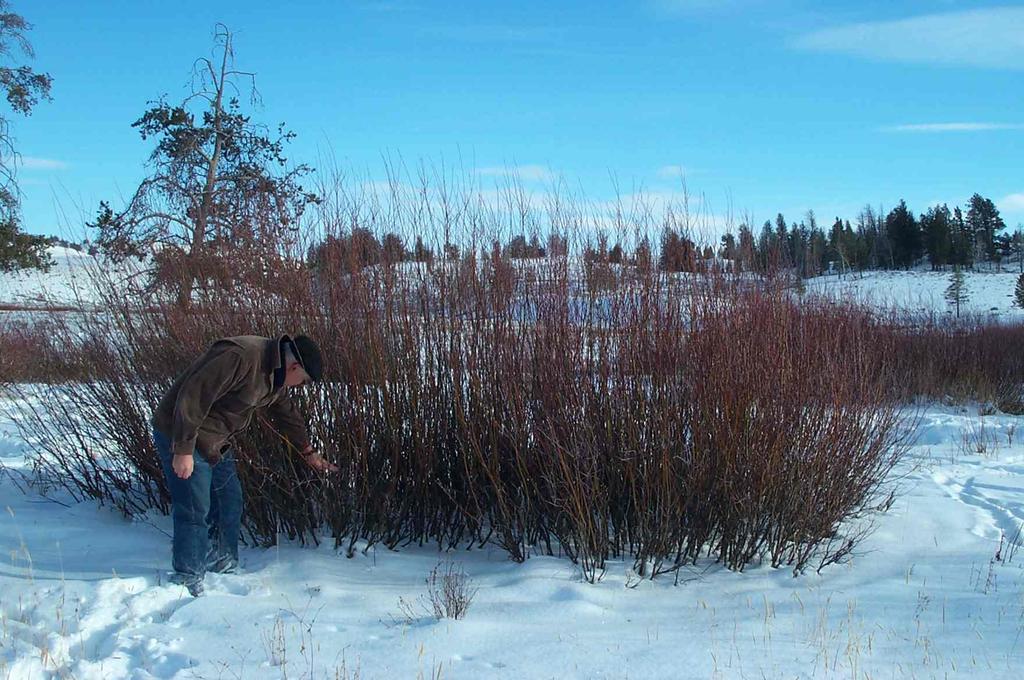 Hedged willow height and height at end of winter 1998-99 (0.50-0.