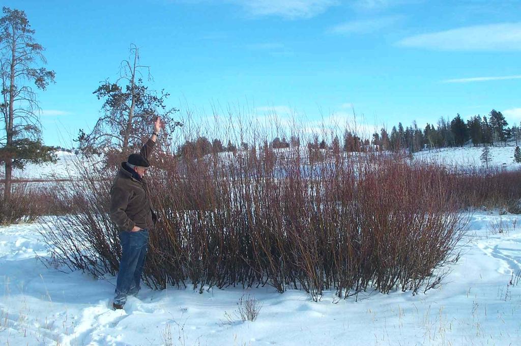 Stems were unbrowsed in winter of 2000-01 and grew only 0.2-0.4 m.