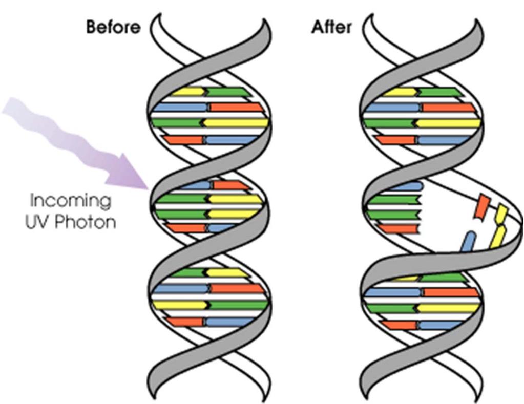 Ionizing radiation DNA double helix Can break chemical bonds Can break DNA strands Mutations!