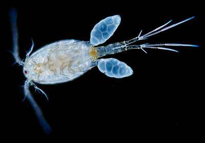Zooplankton Phylum