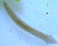 sea. Phylum cnidaria
