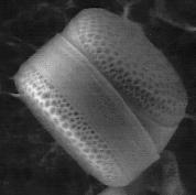 -More than 1 million diatoms can be created from 1 diatom in just 2 weeks.