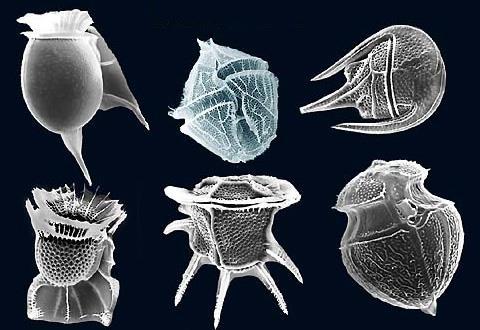 Phytoplankton Dinoflagellates - Dinophyta *2 nd largest group of photosynthetic algae, behind diatoms.