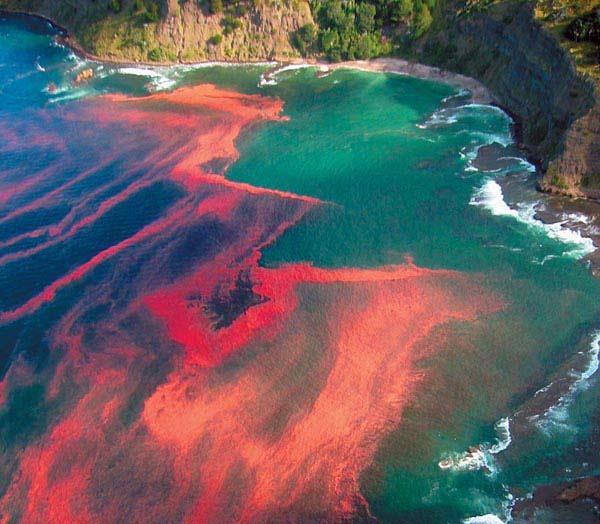 Plankton - Red Tides -Large amounts of dinoflagellates turn the water