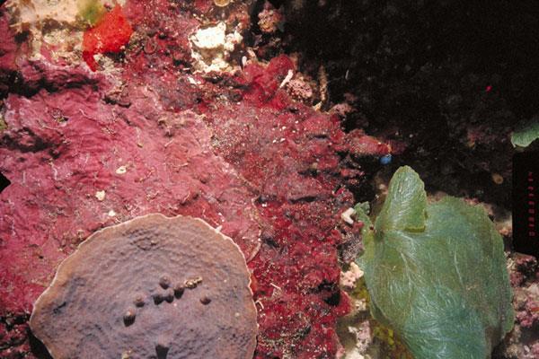 *Some secrete calcium carbonate (act like cement in a brick wall). *Phycoerythrins red pigments produced by red algae.