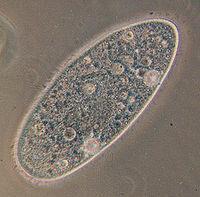 Paramecium eukaryotes, move using cilia,
