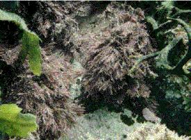 Seaweeds are large marine
