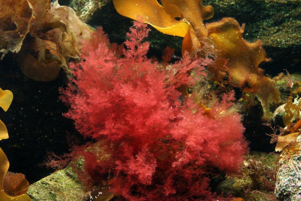 RED ALGAE = PHYLUM RHODOPHYTA CONTAIN CHOROPHYLL a & sometimes d ALSO HAVE ACCESORY