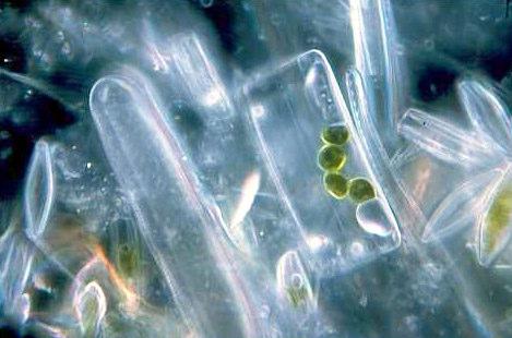 Plankton