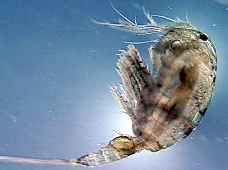 Copepods = 70% of all