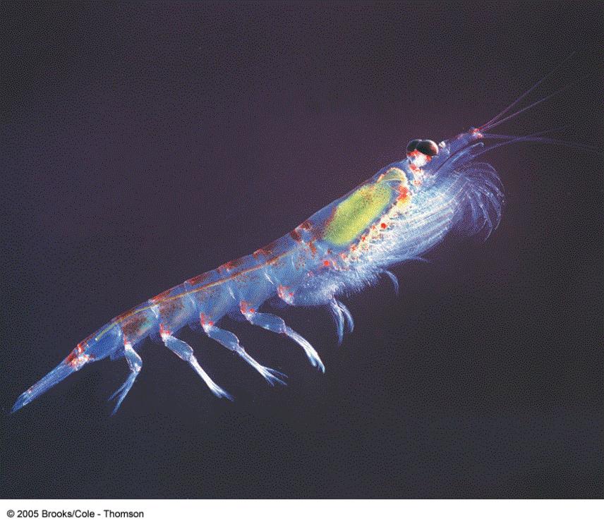 Holoplanton: Plankton