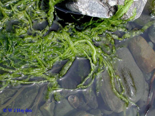 Green Algae (Chlorophyta)