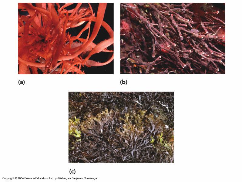 Red Algae (Rhodophyta) Surface & deeper water To
