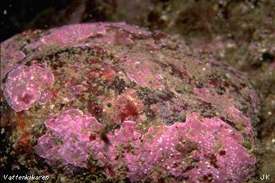 Coralline algae Calcium carbonate in tissues