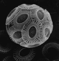 Types of Phytoplankton: 1.