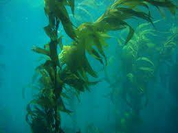 devoured all the kelp Other organisms which lived on kelp died When otters given protected