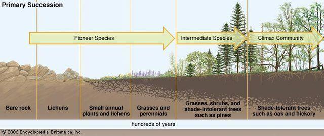What is Ecological Succession?