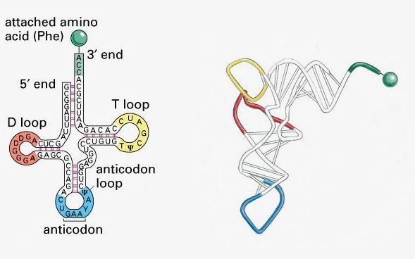trna 2 key domains anticodon= nucleotide triplet that