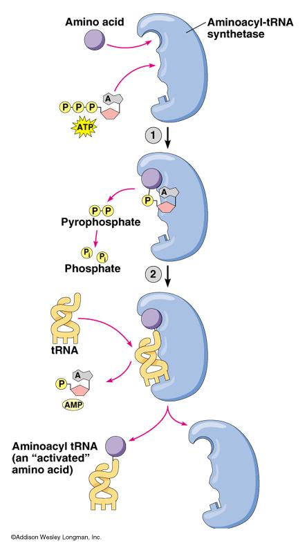 Aminoacyl-tRNA Synthetase protein enzyme that couples trna with correct AA