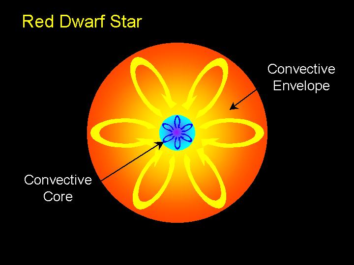 Rd Dwarf Stars! 0.08 M < Mass < 0.4 M! Fully convctiv intrior (no radiativ zon )!