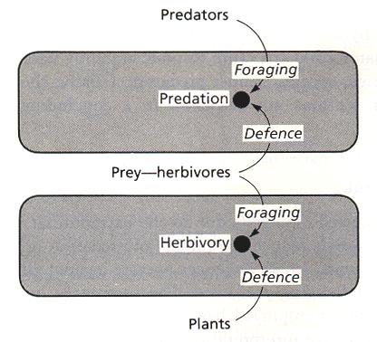 2. Predation: Is a description of the interaction between predator foraging behavior and prey defense. This includes both behavior and population dynamics. Fig. 20.