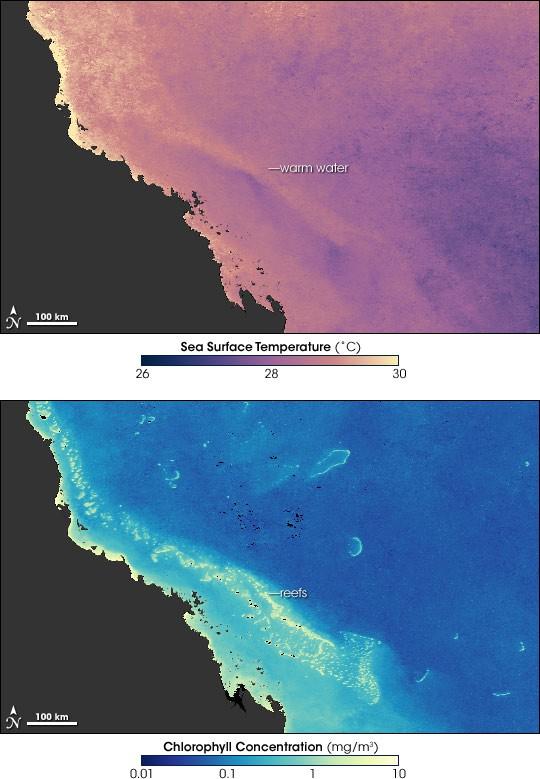 Impacts Coral bleaching is caused by exposure of coral reefs to elevated ocean temperatures and/or light levels Can be