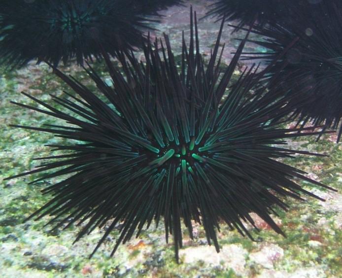 urchin (C.