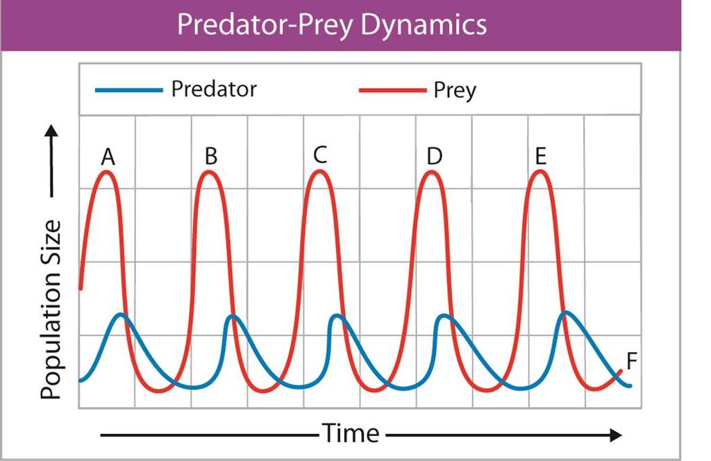 Predator-Prey Relationships Predators can affect the size of prey populations in a community i.e. birds of prey can