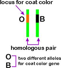 8 2. Females. Females have two X's, so they carry two alleles of the coat color gene -- one on each X. The genotype of a female can be a. homozygous black (have 2 black alleles) b.