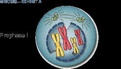 Multiply (x + 5)(x 5) 2. How many copies of a gene do body (autosomal) cells have?