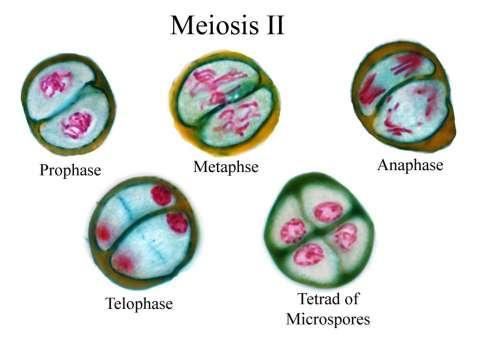 MEIOSIS Four haploid cells (n) each have one chromosome. Each cell has a different combination of alleles.