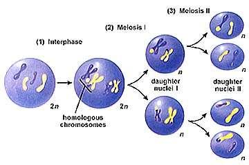 Meiosis II Sister chromatids are separated Results