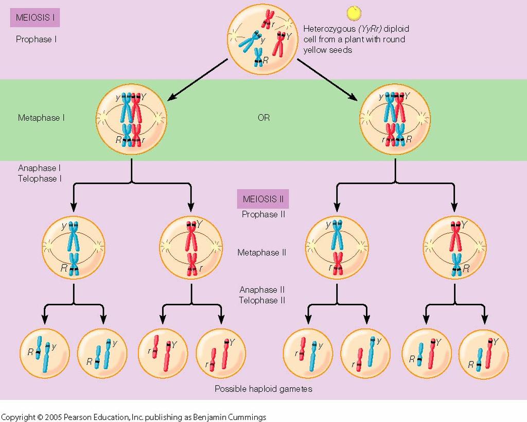 The process of random segregation and assortment of chromosomes Occurs