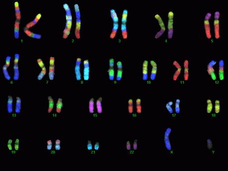 Chromosome Painting A is an organized of pairs of