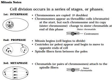 Meiosis Introduction Process of reduction division Purpose: Produces gametes (sex ) sperm & egg Meiosis is NOT a cycle like