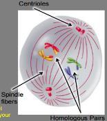 Metaphase I The centrioles send out spindle fibers to line up homologous pairs in the middle of cell along the