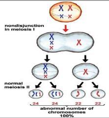 pull, then a Nondisjunction will occur Nondisjunction in Meiosis I 10 11 12 Telophase I & Cytokinesis Telophase I