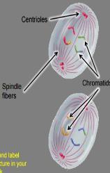 to Metaphase of Mitosis Centrioles use spindle fibers to line up the chromosomes in the middle at the metaphase