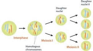 How Are Gametes (sex cells) Produced?