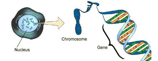 GCSE Biology Revision Topic 6 Inheritance DNA= reproduction (pg 125-127) Genomes (pg 126) Label the diagram: (pg 25) A genome is A gene is a section of D.