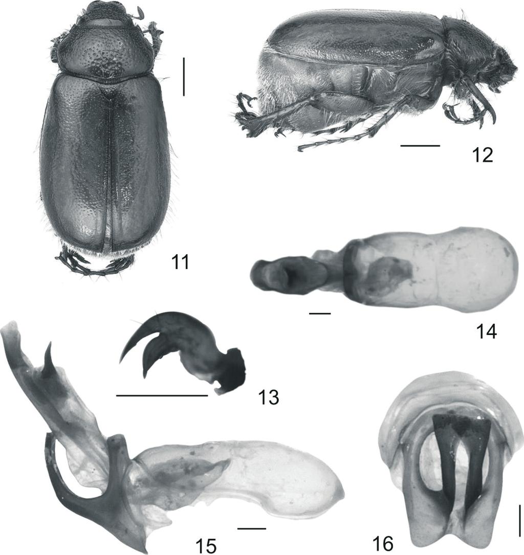 Figs. 11-16. Phyllophaga jorgevaldezi male: 11) dorsal view, 12) lateral view, 13) tarsal claw. Genital capsule: 14) dorsal view, 15) lateral view. 16) paramera, distal view. Scale bars: Figs.