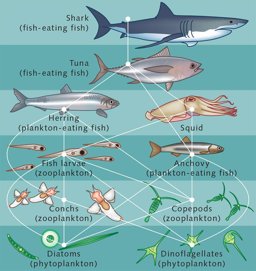 The ocean is a complex food web made of thousands of food chains.