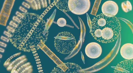Phytoplankton Ocean plants include sea grass, kelp, corals, and most importantly phytoplankton. The most abundant ocean plants are phytoplankton.